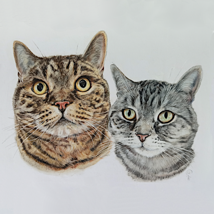 Zwei Katzenportraits mit unterschiedlichen Fellmustern und Blicken.