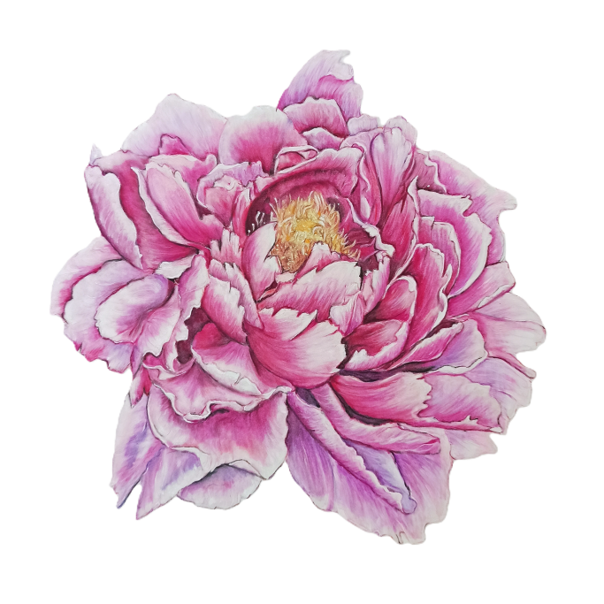 Rosa Pfingstrose mit üppigen Blütenblättern und gelbem Zentrum.